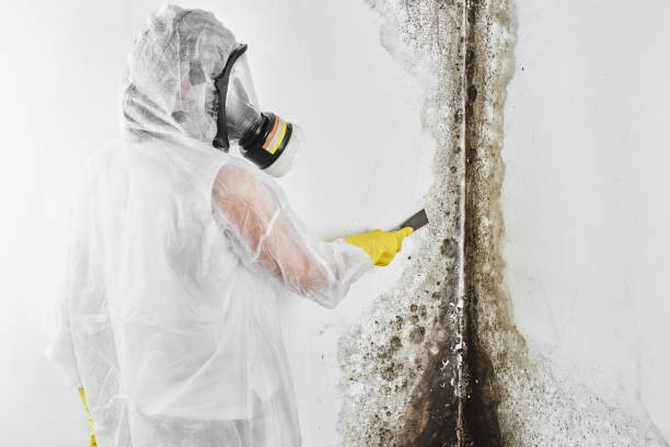 Best Professional Mold Removal  in Levelland, TX