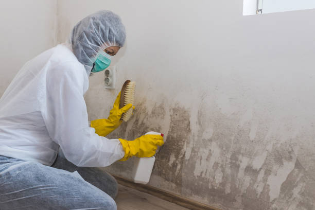 Best Commercial Mold Removal  in Levelland, TX