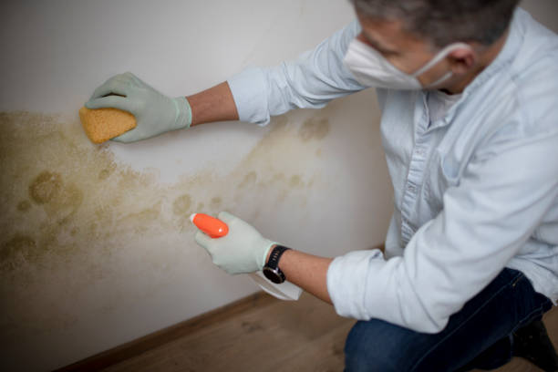 Best Mold Removal Company Near Me  in Levelland, TX