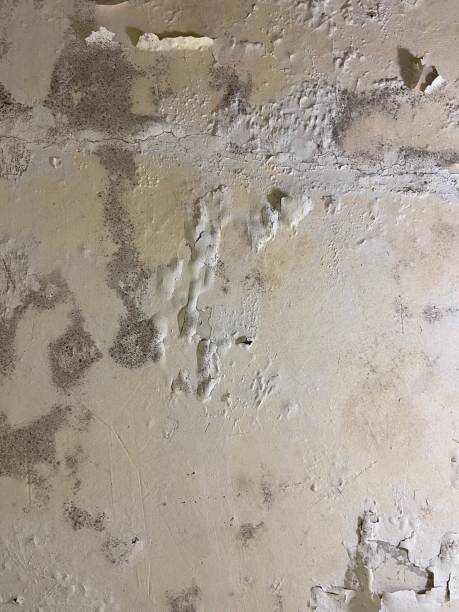 Levelland, TX Mold Removal Company