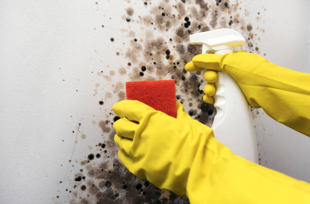 Best Mold Damage Repair  in Levelland, TX