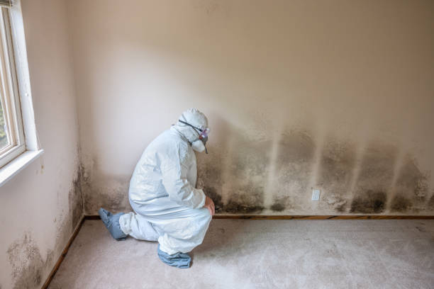 Best Home Mold Removal  in Levelland, TX