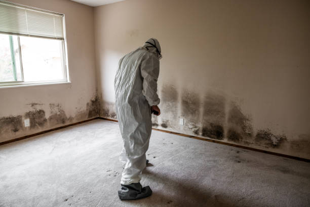 Best Professional Mold Removal  in Levelland, TX