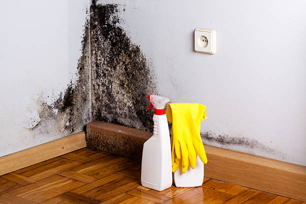 Levelland, TX Mold Removal Company