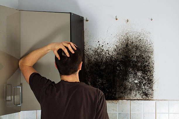 Best Local Mold Removal Service  in Levelland, TX