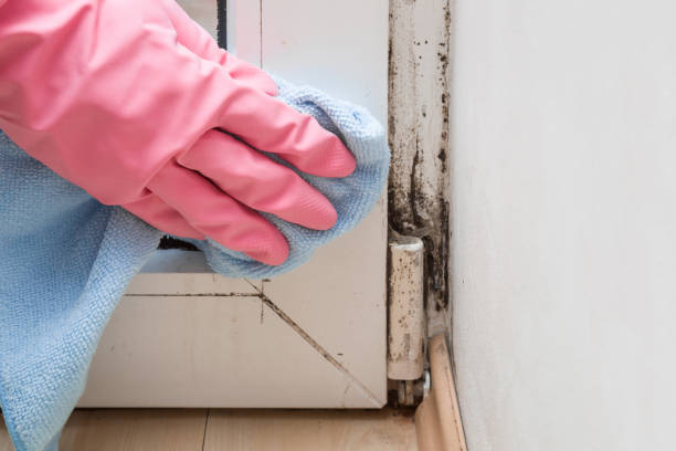 Best Emergency Mold Removal  in Levelland, TX