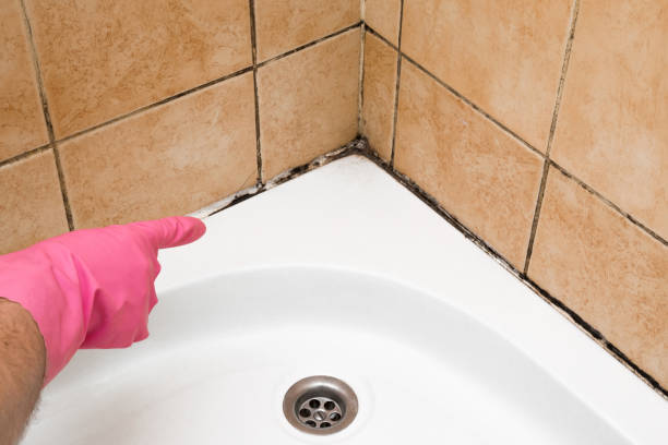 Best Mold Testing and Removal  in Levelland, TX